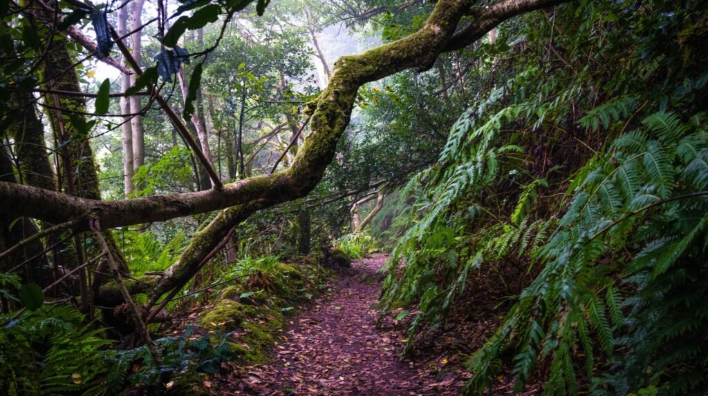 Anaga Mountains Tenerife - trails