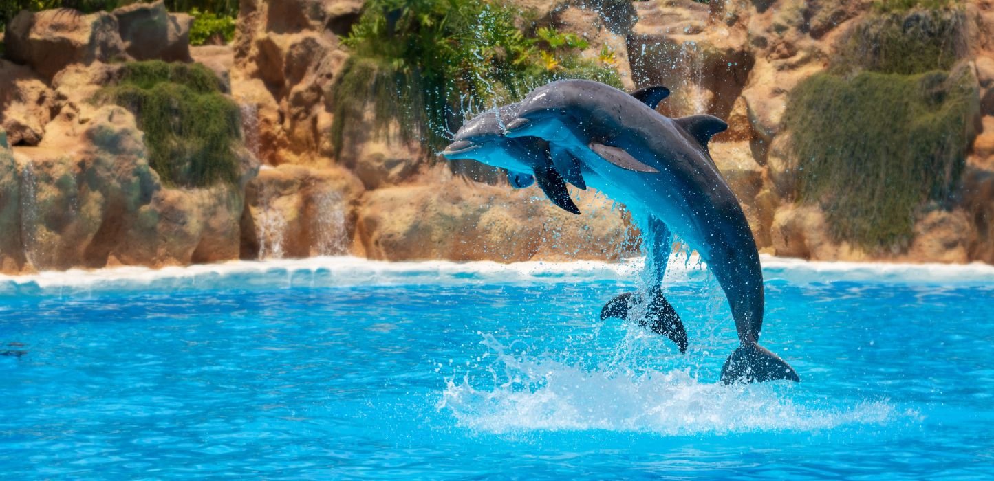 Loro parque Teneryfa