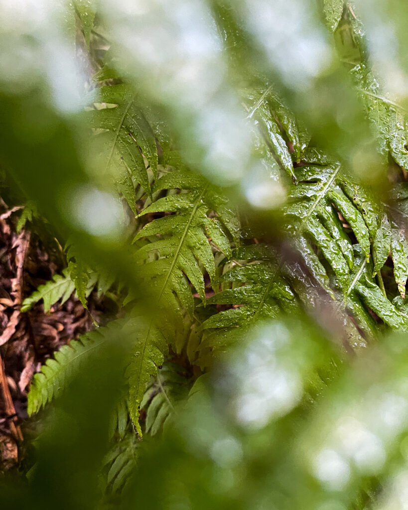 ferns in the anaga mountains of tenerife