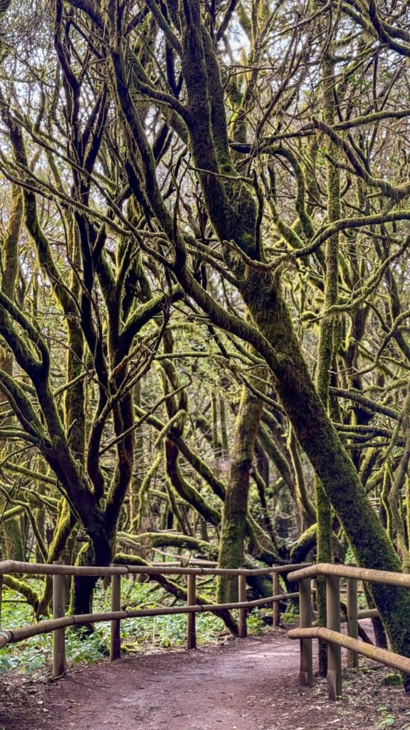 la gomera laurel forest