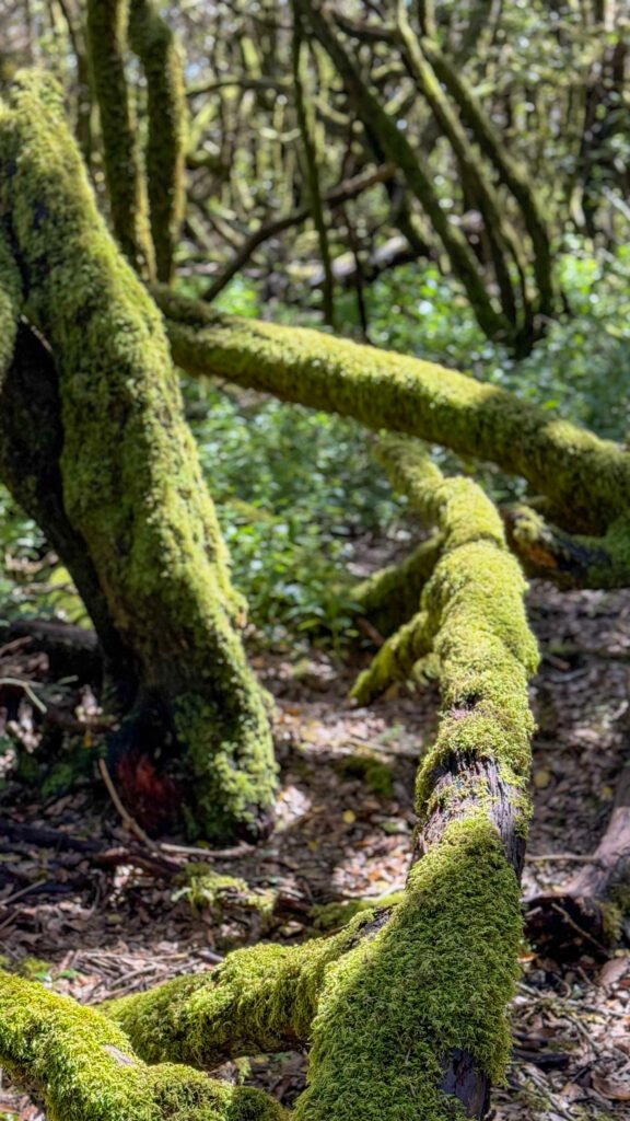 vegetation in garajonay park on la gomera island