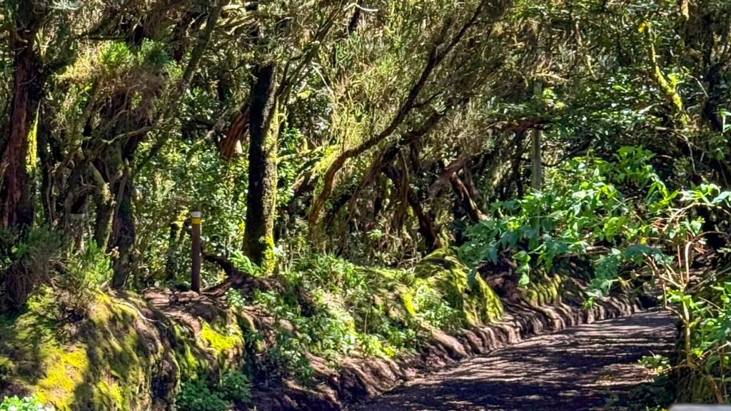 anaga mountains - hiking trail among greenery