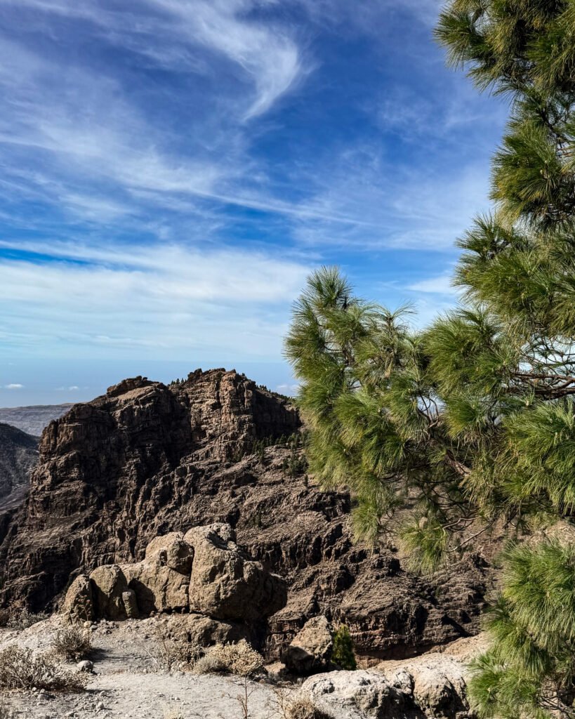 roque nublo roślinność