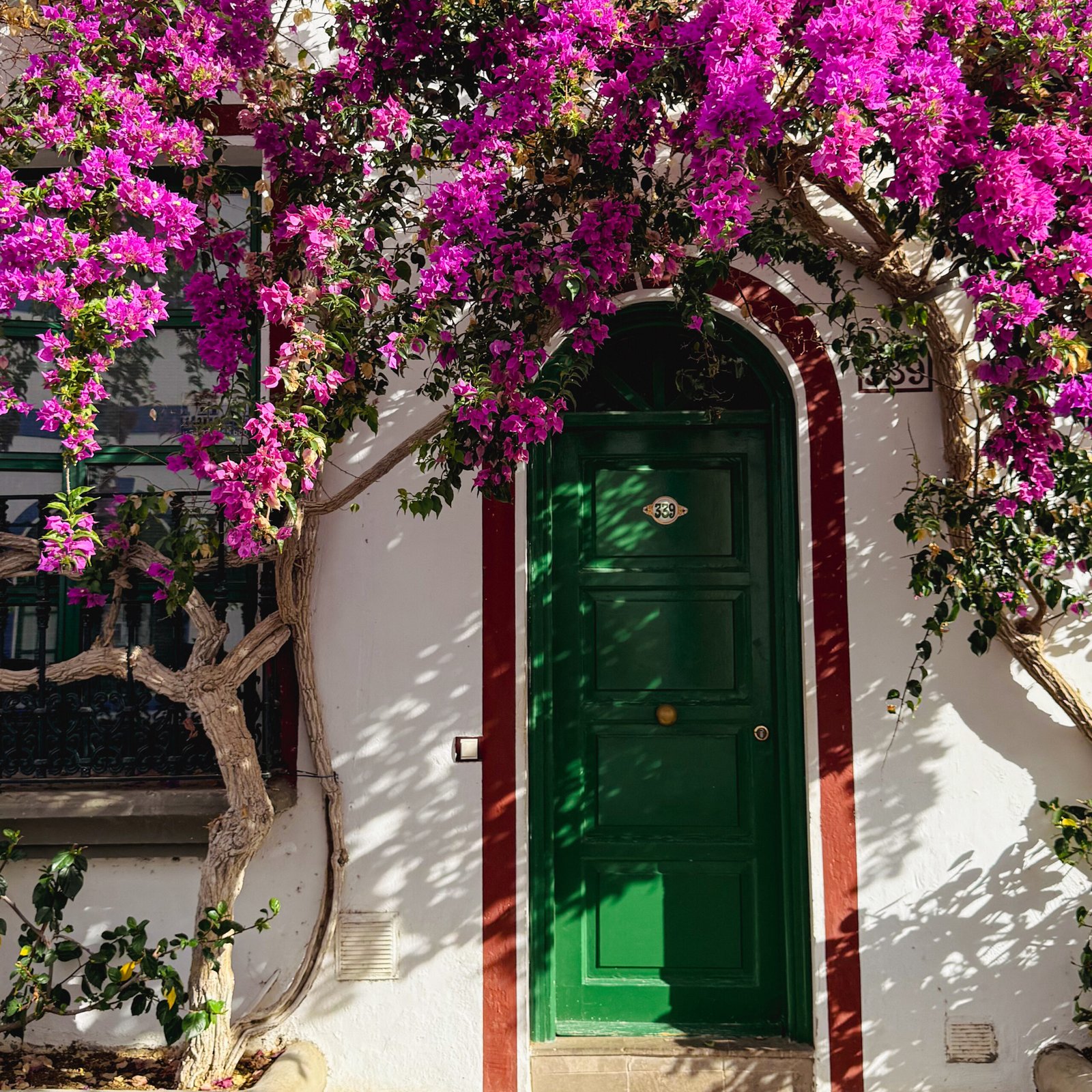 kolorowe kwiaty na gran canarii w puerto mogan