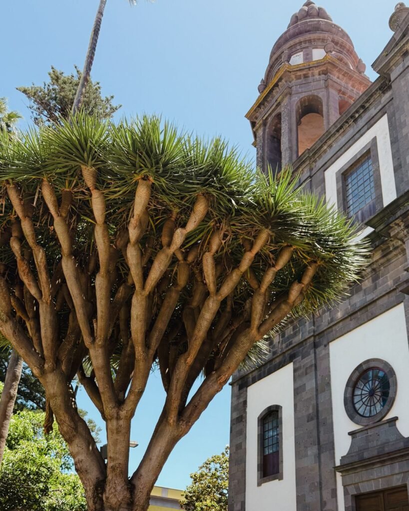 la laguna cathedral