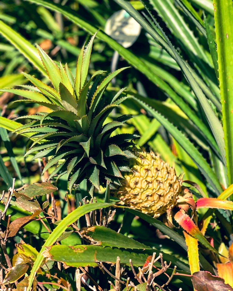 Puerto de la Cruz Botanical Garden