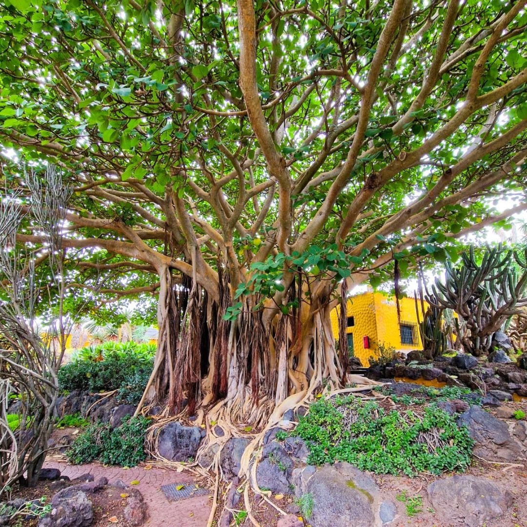 Gran Canaria roślinność