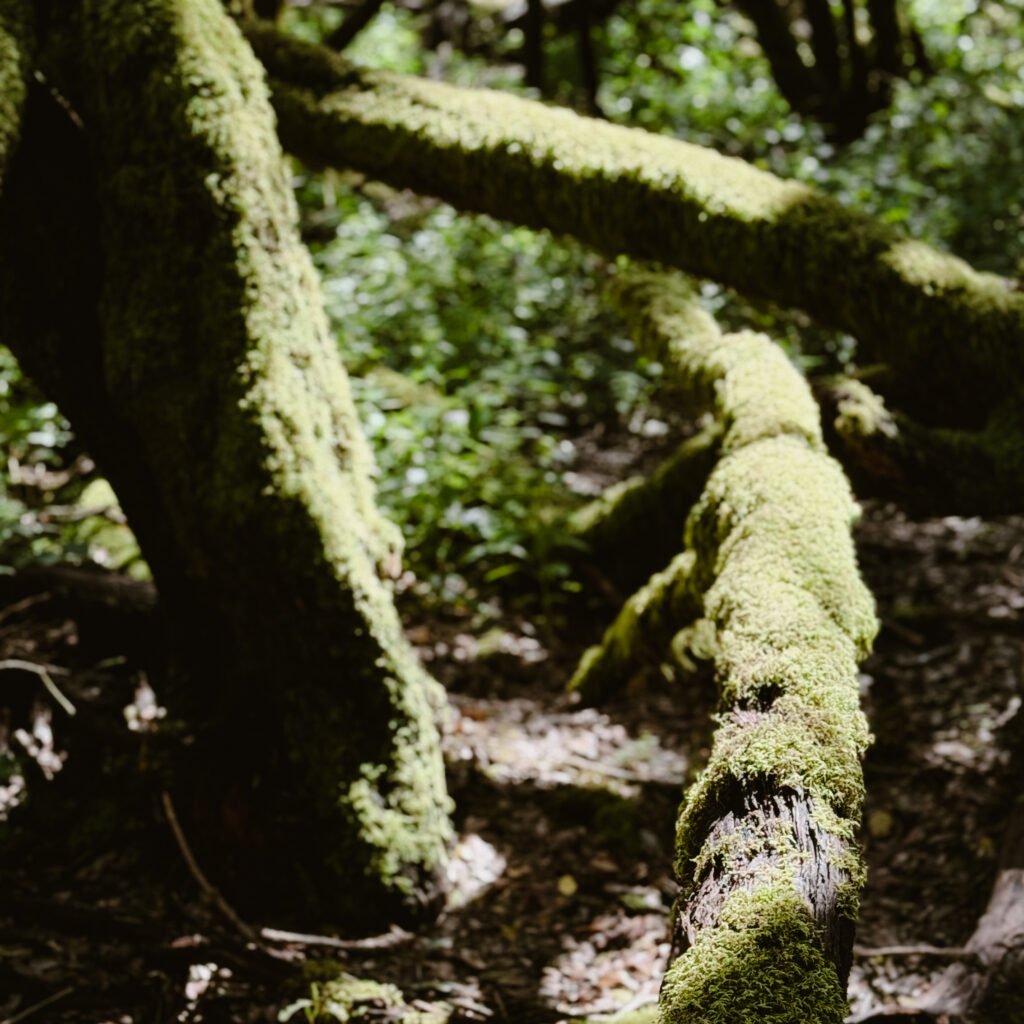la gomera park garajonay