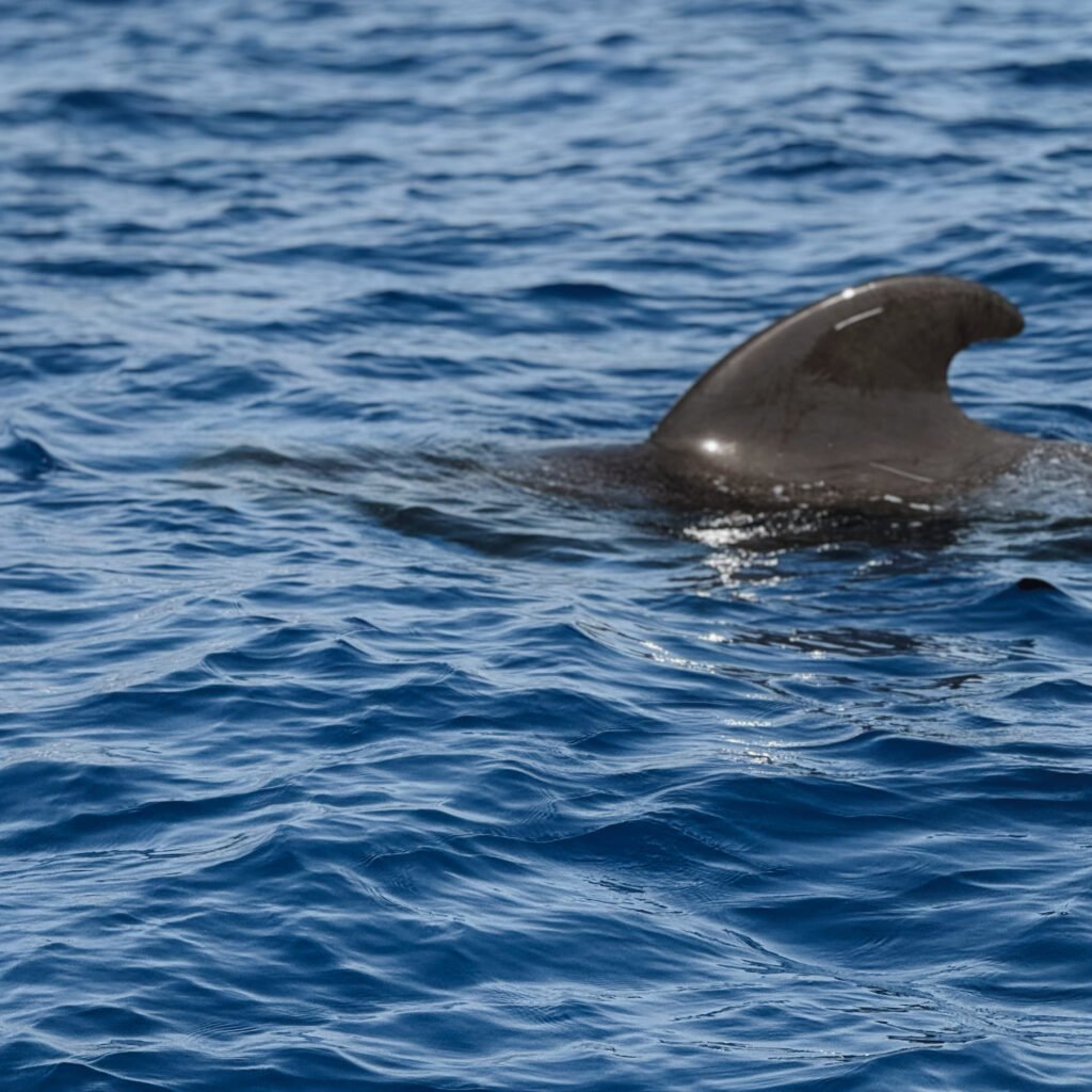 dolphin trip tenerife