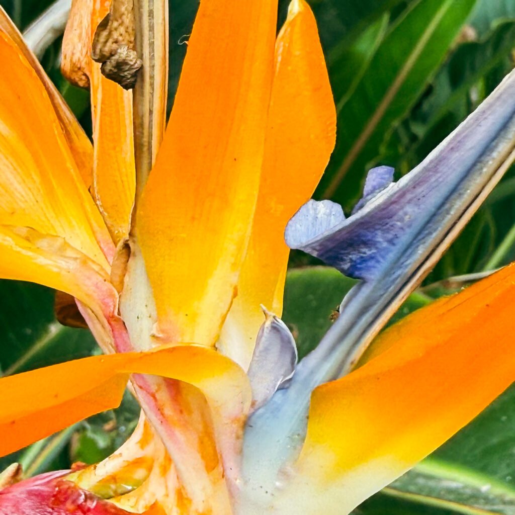 strelicja gran canaria