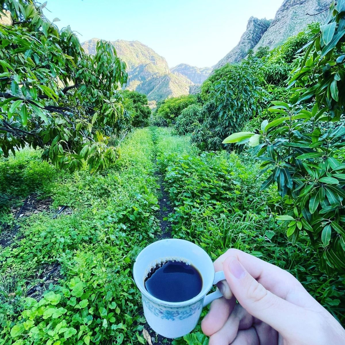 plantacja kawy gran canaria