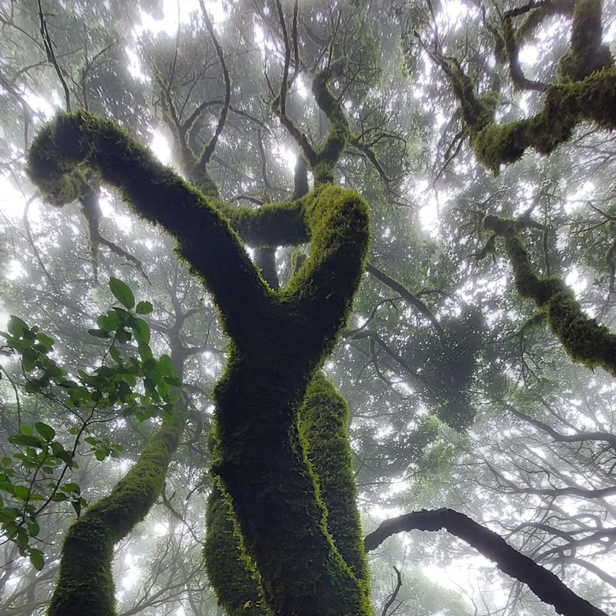 Anaga Teneryfa