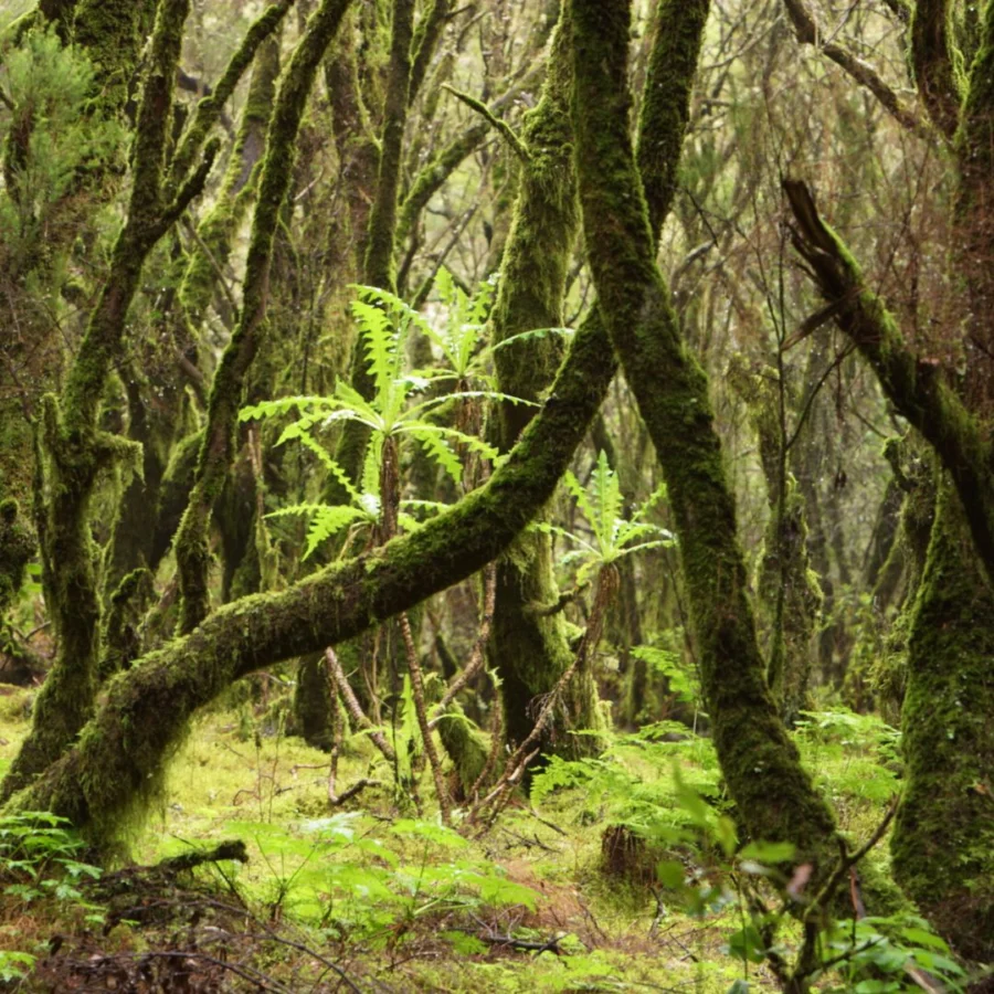 La Gomera