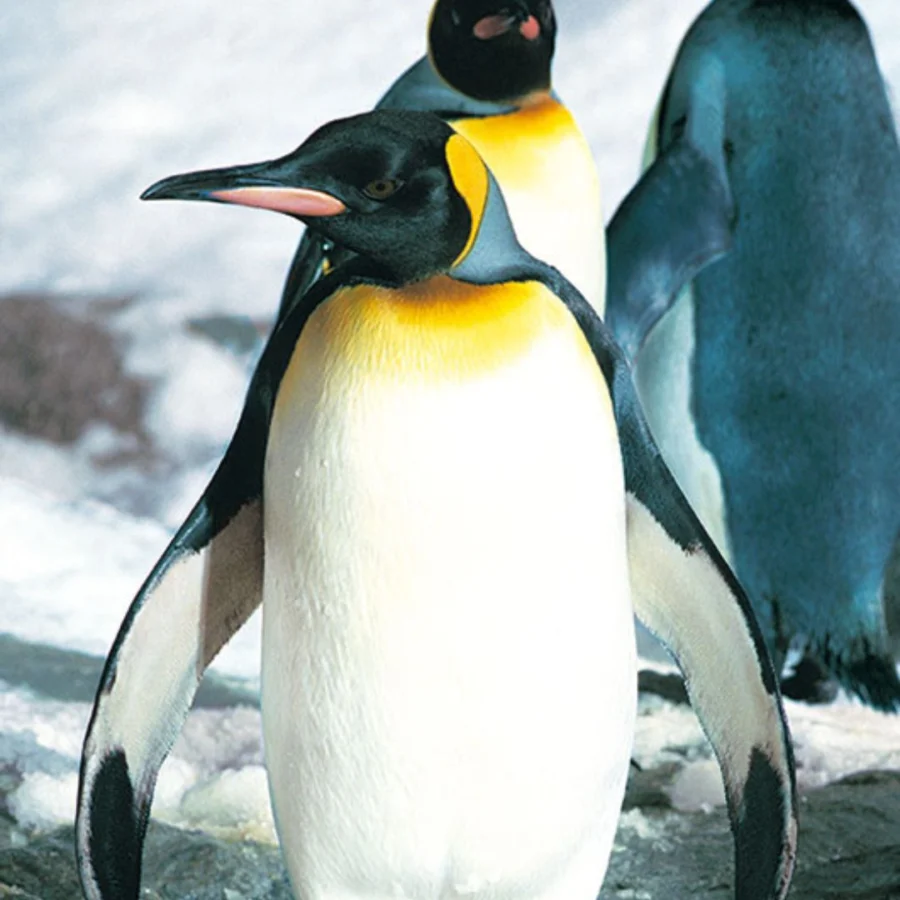 Loro park