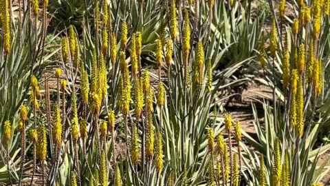 Aloes Teneryfa